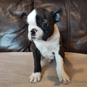 Photo №3. Chiots Boston Terrier à vendre. Fédération de Russie