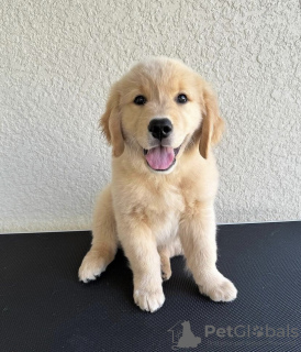 Photo №1. golden retriever - à vendre en ville de Tartu | négocié | Annonce №126506