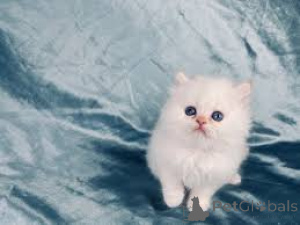 Photo №3. Beaux chatons de pédigree chinchilla à vendre. L'Autriche