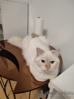 Photo №3. Mascarade Tomcat Neva. Allemagne