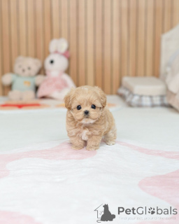 Photo №4. Je vais vendre maltipu en ville de Berlin. éleveur - prix - négocié