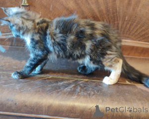 Photo №2 de l'annonce № 171813 de la vente maine coon - acheter à Belgique 