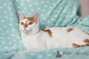 Photo №2 de l'annonce № 138736 de la vente  - acheter à Biélorussie annonce privée