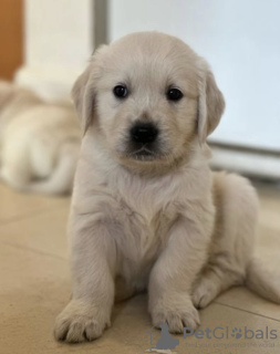 Photo №1. golden retriever - à vendre en ville de Caracas | négocié | Annonce №50438