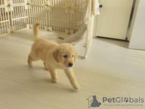 Photo №2 de l'annonce № 95973 de la vente golden retriever - acheter à Norvège annonce privée