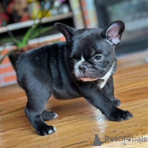 Photo №1. bouledogue - à vendre en ville de Glasgow | négocié | Annonce №151788