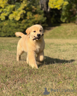 Photo №2 de l'annonce № 158748 de la vente golden retriever - acheter à Allemagne éleveur