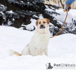 Photo №2 de l'annonce № 90806 de la vente chien bâtard - acheter à Fédération de Russie annonce privée