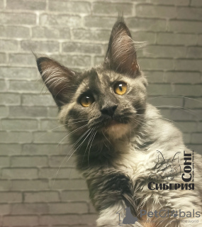 Photo №2 de l'annonce № 8365 de la vente maine coon - acheter à Fédération de Russie de la fourrière, éleveur