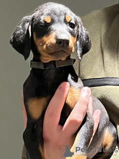 Photo №4. Je vais vendre dobermann en ville de Førde. annonce privée - prix - 400€
