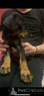 Photos supplémentaires: Chiots Doberman pure race à vendre 1,5 mois.