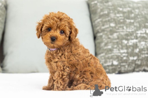 Photo №2 de l'annonce № 155590 de la vente labradoodle - acheter à Luxembourg annonce privée