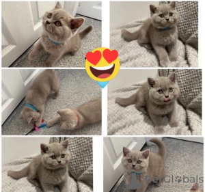 Photo №1. british shorthair - à vendre en ville de Афины | Gratuit | Annonce № 120710