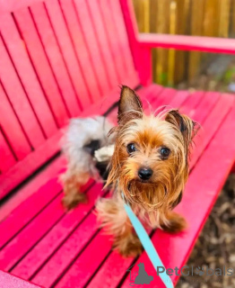 Photo №3. Adorables chiots Yorkie à vendre, contactez WhatsApp Business 447450021323. Allemagne