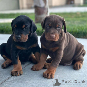 Photo №2 de l'annonce № 172864 de la vente dobermann - acheter à Mexique annonce privée