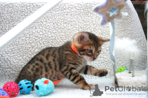 Photo №3. Chatons Bengal Cats vaccinés disponibles à la vente. Allemagne