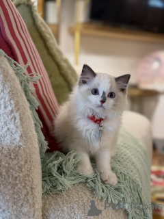 Photo №1. ragdoll - à vendre en ville de Alta | négocié | Annonce № 156479