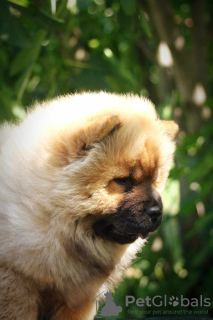 Photo №4. Je vais vendre chow-chow en ville de Paraćin. éleveur - prix - négocié