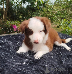 Photo №2 de l'annonce № 168861 de la vente border collie - acheter à République Tchèque annonce privée