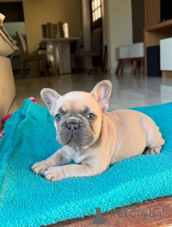Photo №1. bouledogue - à vendre en ville de Munich | négocié | Annonce №152121