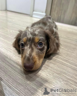 Photos supplémentaires: Adorables chiots teckels disponibles prêts pour leur foyer éternel ! 