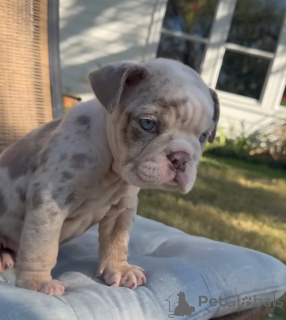 Photo №1. bulldog anglais - à vendre en ville de Clonmel | 250€ | Annonce №178814