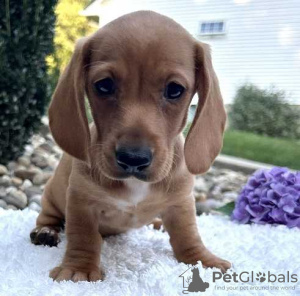 Photo №2 de l'annonce № 123663 de la vente chien à loutre - acheter à Allemagne annonce privée