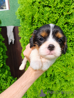 Photo №4. Je vais vendre cocker américain, cocker spaniel anglais, springer anglais, welsh springer spaniel, épagneul d'eau irlandais, cavalier king charles spaniel, cavalier king charles spaniel, clumber spaniel, épagneul russe, épagneul tibétain en ville de Vilnius. annonce privée, de la fourrière, éleveur - prix - 1100€