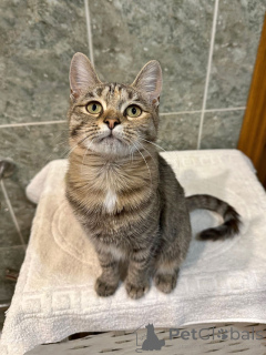 Photo №3. La charmante chatte adolescente Aglaya cherche un foyer. Fédération de Russie