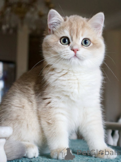 Photo №2 de l'annonce № 159566 de la vente british shorthair - acheter à Islande annonce privée