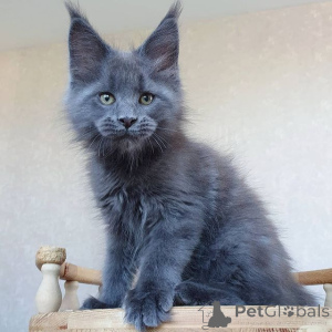 Photo №4. Je vais vendre maine coon en ville de Berlin. annonce privée - prix - 900€