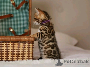 Photo №2 de l'annonce № 163090 de la vente beagle - acheter à Allemagne annonce privée, de l'abri