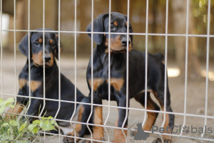 Photo №4. Je vais vendre dobermann en ville de Belgrade. éleveur - prix - négocié