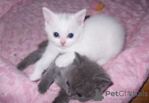 Photo №1. british shorthair - à vendre en ville de Jenalöbnitz | 500€ | Annonce № 130248