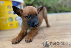 Photo №3. Chiots malinois. Serbie