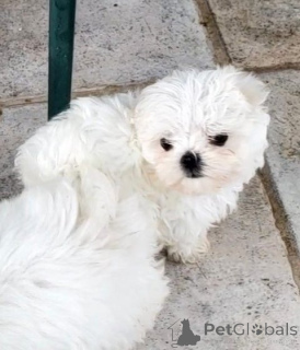 Photo №4. Je vais vendre bichon maltais en ville de Wolfsburg. éleveur - prix - 210€