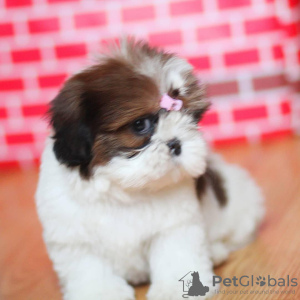 Photo №1. shih tzu - à vendre en ville de Berlin | négocié | Annonce №13445