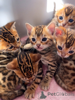 Photo №2 de l'annonce № 174847 de la vente bengal - acheter à Suisse éleveur