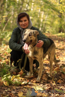 Photo №4. Je vais vendre chien bâtard en ville de Москва.  - prix - Gratuit