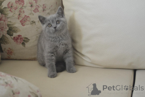 Photo №4. Je vais vendre british shorthair en ville de Bucarest. éleveur - prix - 600€