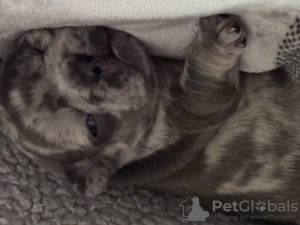 Photo №3. Erstaunliche Französische Bulldoggen * Health * Papers * ADN. Allemagne