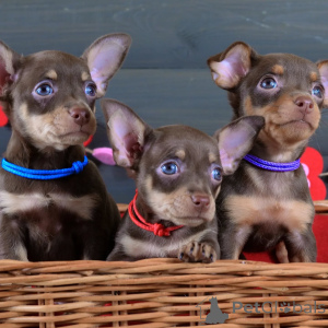 Photo №2 de l'annonce № 154702 de la vente ratier de prague - acheter à Allemagne annonce privée