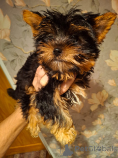 Photo №3. Chiots Yorkshire Terrier de race pure. La Lettonie