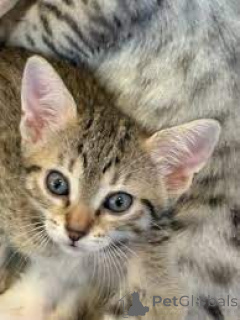 Photo №3. Les chatons Mau égyptiens à acheter. Pays Bas