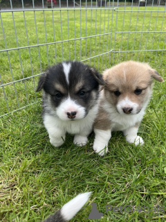 Photo №1. welsh corgi - à vendre en ville de Leipzig | 300€ | Annonce №103538