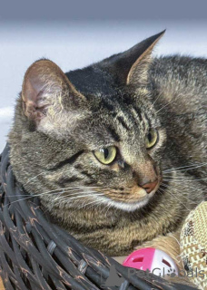 Photo №4. Je vais vendre  en ville de Moskova. annonce privée - prix - Gratuit