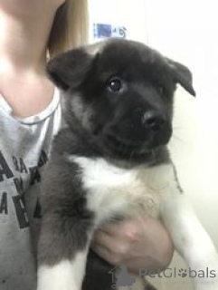 Photo №2 de l'annonce № 168929 de la vente akita (chien) - acheter à La finlande 