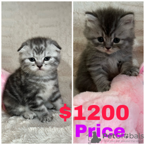 Photo №2 de l'annonce № 68672 de la vente scottish fold - acheter à USA 