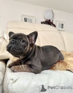 Photo №1. bouledogue - à vendre en ville de Innsbruck | négocié | Annonce №160896