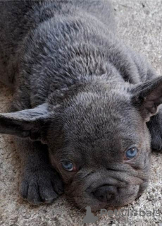 Photos supplémentaires: Chiots bouledogue français